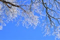 Icy treebranches against a clear blue sky Royalty Free Stock Photo