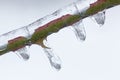 Iced Twig Royalty Free Stock Photo