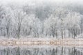 Iced Winter Shoreline of Deep Lake