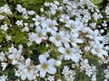 Beautiful white saxifrage flowers blooming in Iceland