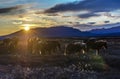 Iceland, autumn, sunset, Typical Icelandic scenery during sunset. horses at sunset