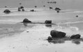 Iceland. Berufjordur fjord. Sand, rocks and water.