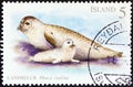 ICELAND - CIRCA 2010: A stamp printed in Iceland shows Harbor seals Phoca vitulina, circa 2010. Royalty Free Stock Photo