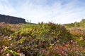 Iceland field closeup at summer. Blue sky as background