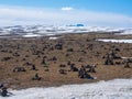 Iceland Field of Stones