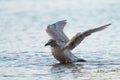 Iceland Gull dancing at seaside