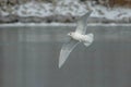 Iceland Gull - Larus glaucoides