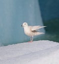 Iceland Gull