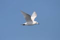 Iceland Gull (Larus glaucoides)