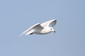 Iceland Gull (Larus glaucoides)