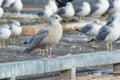 Iceland Gull - Larus glaucoides