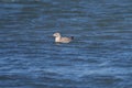 Iceland Gull resting at seaside