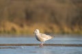 Iceland Gull resting at seaside