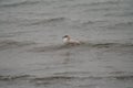 Iceland Gull resting at seaside