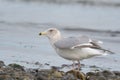 Iceland Gull resting at seaside