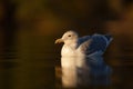 Iceland Gull resting at seaside