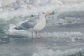 Iceland Gull - Larus glaucoides