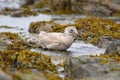 Iceland Gull taking a bath at seaside