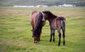 Iceland horse and colt in large field Royalty Free Stock Photo