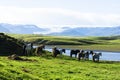 The Iceland horse, or even Icelanders Icelandic horse called, is Royalty Free Stock Photo