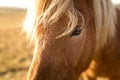 Iceland Horse during Sunset at southern Icelandic Coast - Iceland Pony