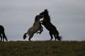 Iceland horses