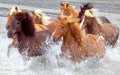 Iceland horses Royalty Free Stock Photo