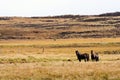 Brown horses in a yellow sea of grass. Iceland.