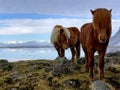 Iceland Horses on the Field Royalty Free Stock Photo