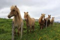 Iceland Horses