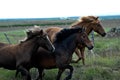 Iceland horses with nobody around Royalty Free Stock Photo