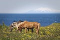 Iceland: Horses on pasture