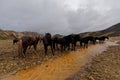 Iceland horses by river Royalty Free Stock Photo