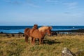 Iceland Horses at the Stafnesviti Lighthouse on Reykjanes Peninsula, Iceland Royalty Free Stock Photo