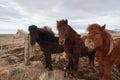 Iceland horses Royalty Free Stock Photo