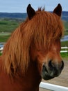 Closeup view of Icelandic horse with its long hair in Iceland