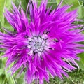 Colorful knapweed flower blooming in Iceland