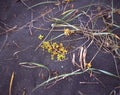 Iceland, plants in black sand Royalty Free Stock Photo