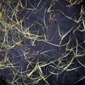 Iceland, grass in lava sand Royalty Free Stock Photo