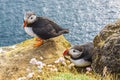 Iceland, Latrabjarg cliffs - wildlife. Royalty Free Stock Photo