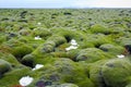 Iceland Lava Field Royalty Free Stock Photo