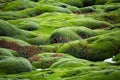 Iceland Lava Field Royalty Free Stock Photo