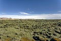 Iceland lava field covered with green moss Royalty Free Stock Photo