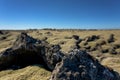 Iceland lava field covered with green moss Royalty Free Stock Photo