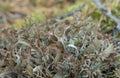 Iceland moss, Cetraria islandica Royalty Free Stock Photo