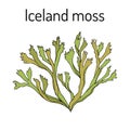 Iceland moss Cetraria islandica , medicinal plant Royalty Free Stock Photo