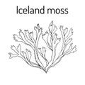 Iceland moss Cetraria islandica , medicinal plant Royalty Free Stock Photo