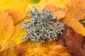 Iceland moss on dried leaves Royalty Free Stock Photo