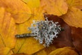 Iceland moss on dried leaves Royalty Free Stock Photo