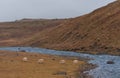 Iceland Nature. Sheeps and River Water. Royalty Free Stock Photo